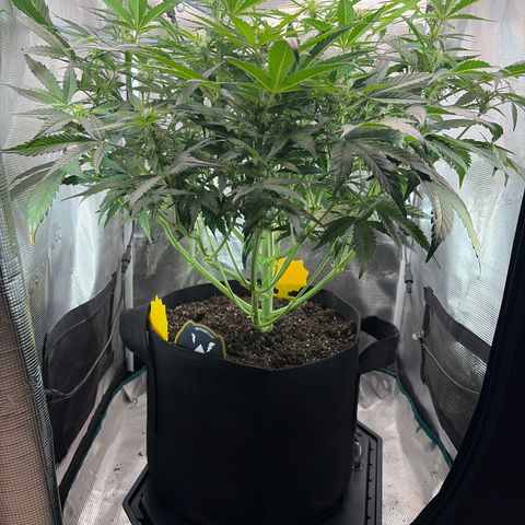 Apple of Eden  growlog timeline photo