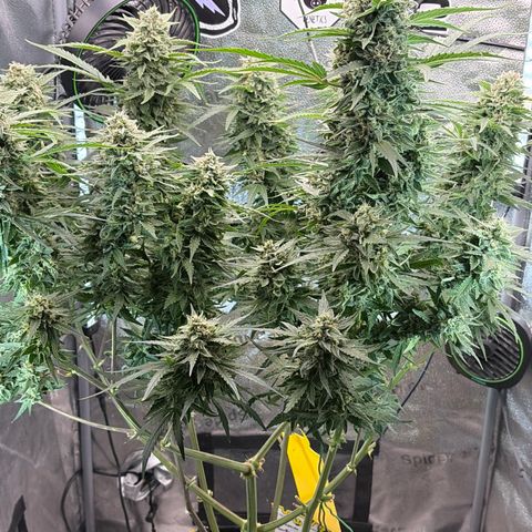 Sour Bubbly x HubbaBubbaHaze growlog timeline photo