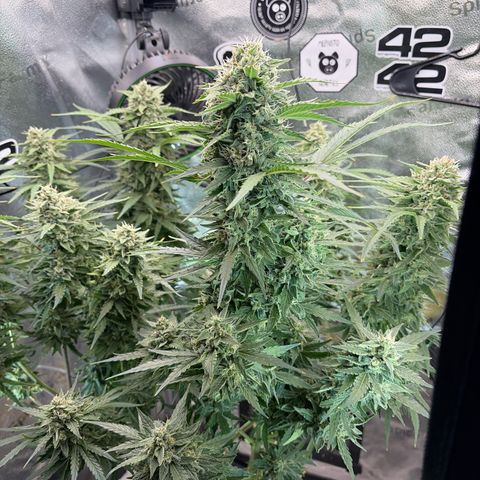 Sour Bubbly x HubbaBubbaHaze growlog timeline photo