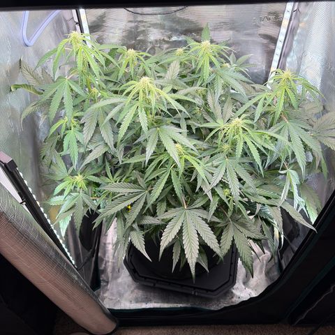Apple of Eden  growlog timeline photo