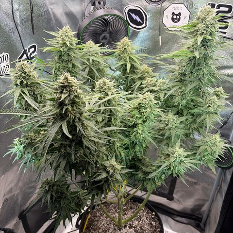 Sour Bubbly x HubbaBubbaHaze growlog timeline photo
