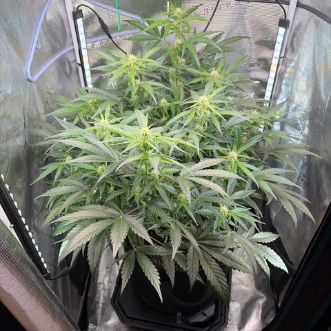 Apple of Eden  growlog timeline photo