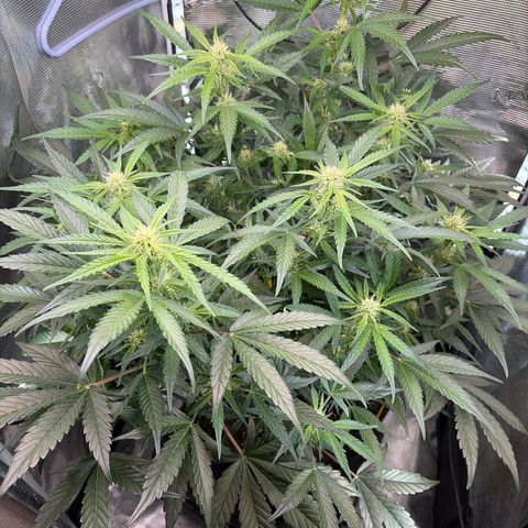 Apple of Eden  growlog timeline photo