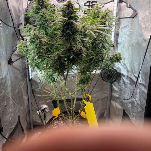 Sour Bubbly x HubbaBubbaHaze growlog timeline photo
