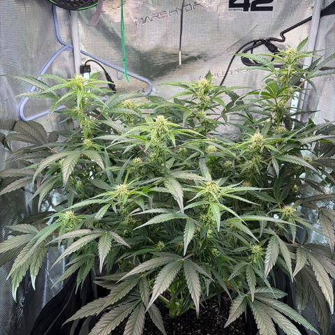 Apple of Eden  growlog timeline photo