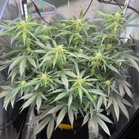 Apple of Eden  growlog timeline photo