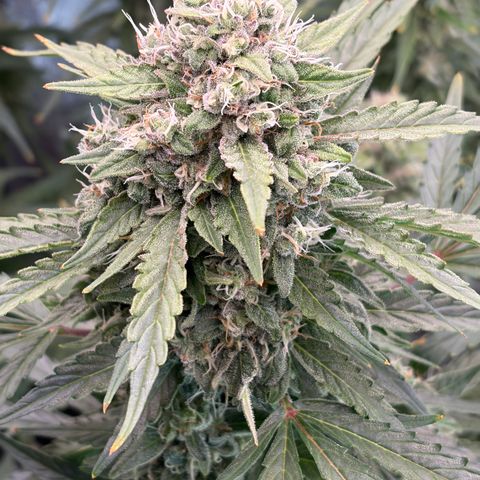 Sour Bubbly x HubbaBubbaHaze growlog timeline photo