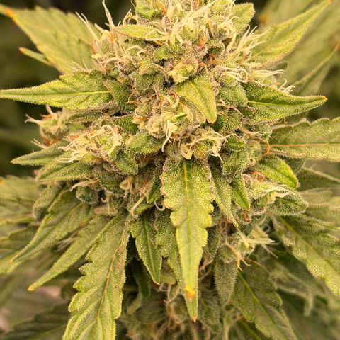 Sour Bubbly x HubbaBubbaHaze growlog timeline photo