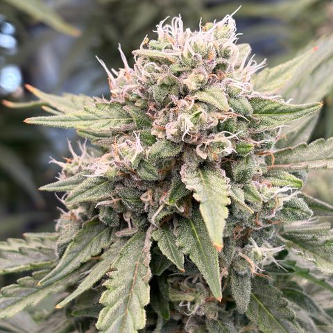 Sour Bubbly x HubbaBubbaHaze growlog timeline photo