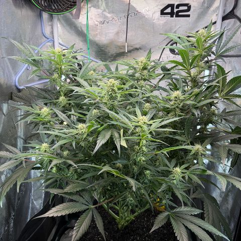Apple of Eden  growlog timeline photo