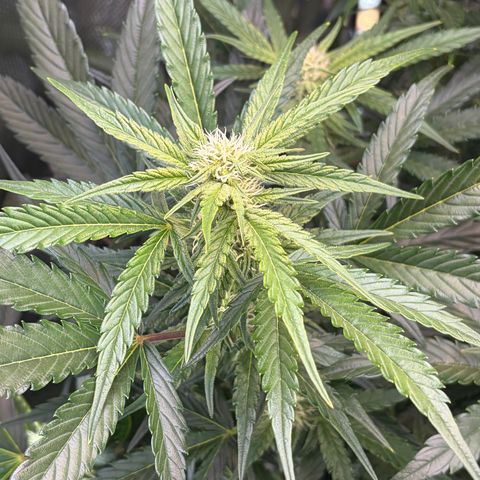 Apple of Eden  growlog timeline photo