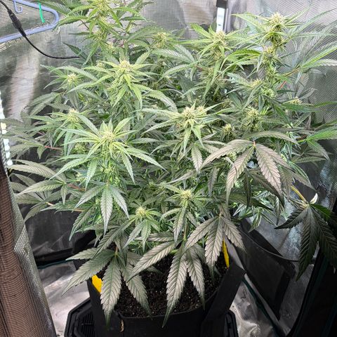 Apple of Eden  growlog timeline photo