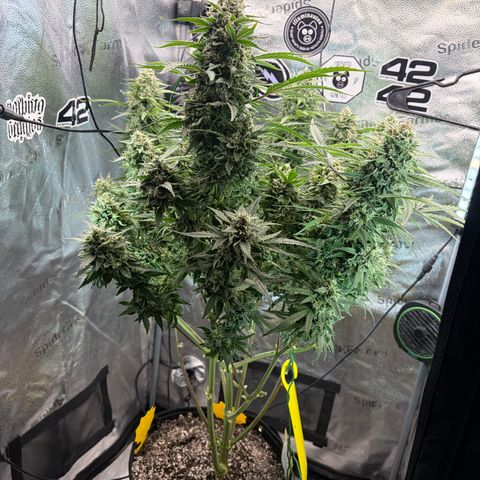 Sour Bubbly x HubbaBubbaHaze growlog timeline photo