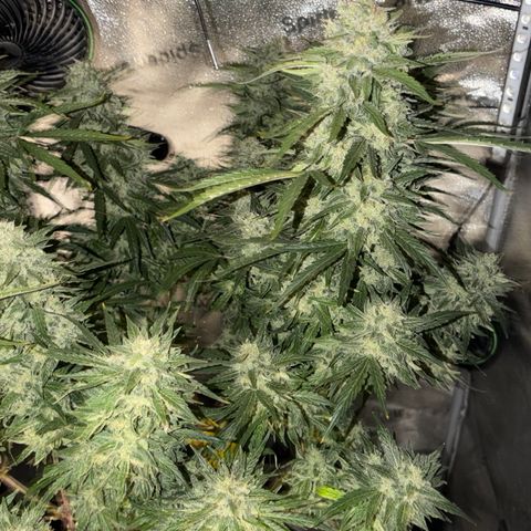Sour Bubbly x HubbaBubbaHaze growlog timeline photo