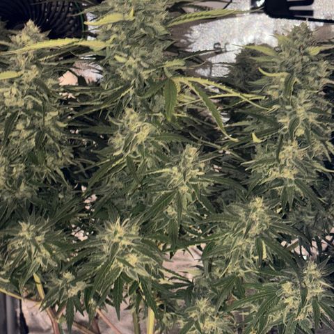 Sour Bubbly x HubbaBubbaHaze growlog timeline photo