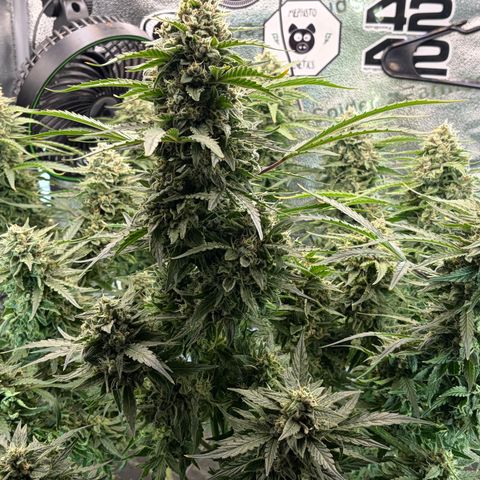 Sour Bubbly x HubbaBubbaHaze growlog timeline photo