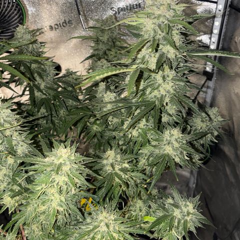 Sour Bubbly x HubbaBubbaHaze growlog timeline photo