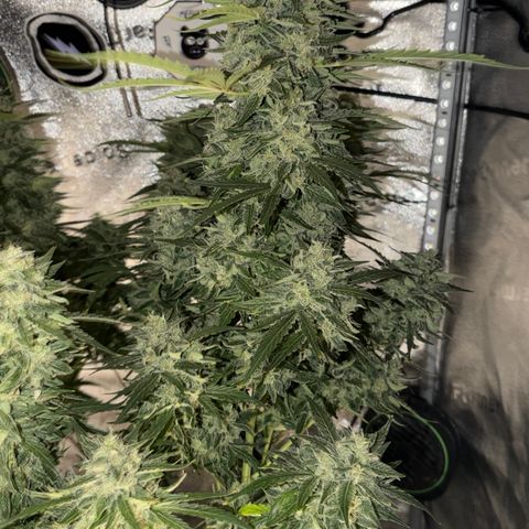 Sour Bubbly x HubbaBubbaHaze growlog timeline photo