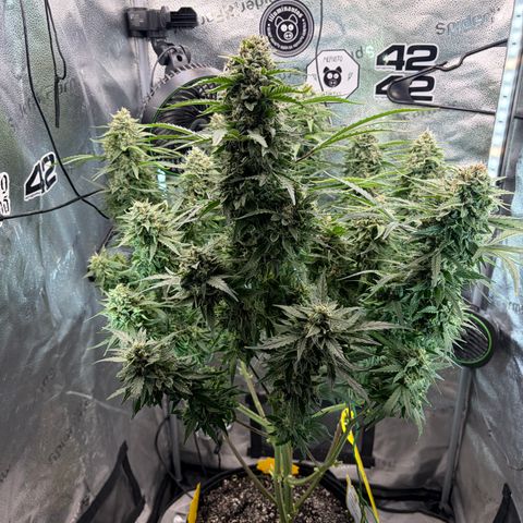 Sour Bubbly x HubbaBubbaHaze growlog timeline photo