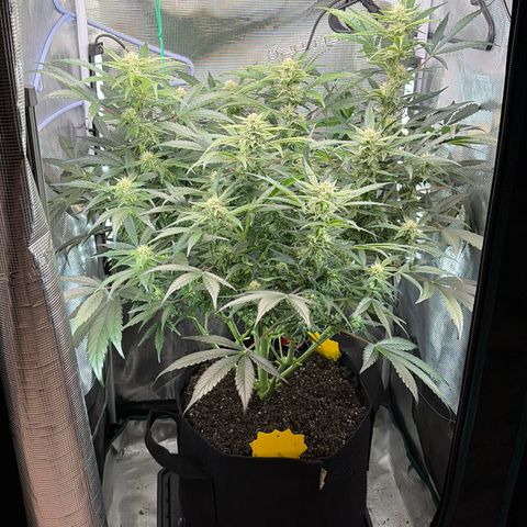 Apple of Eden  growlog timeline photo
