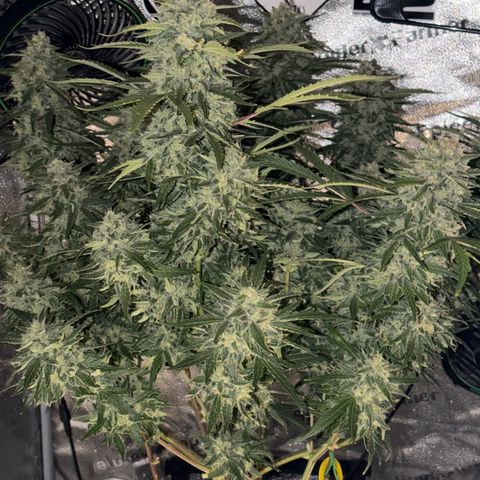 Sour Bubbly x HubbaBubbaHaze growlog timeline photo