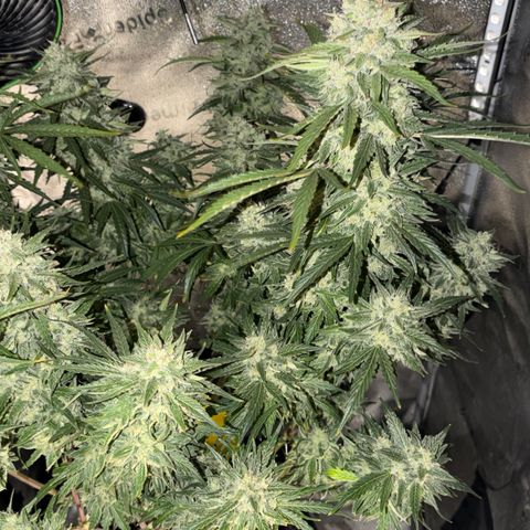 Sour Bubbly x HubbaBubbaHaze growlog timeline photo