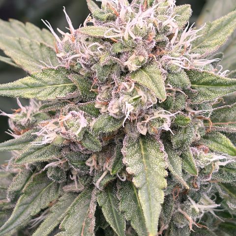 Sour Bubbly x HubbaBubbaHaze growlog timeline photo