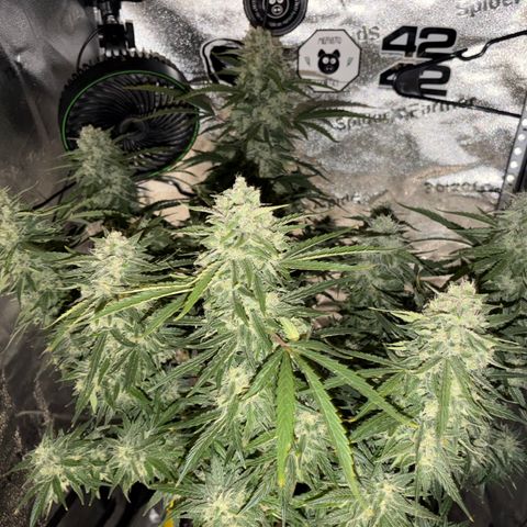 Sour Bubbly x HubbaBubbaHaze growlog timeline photo