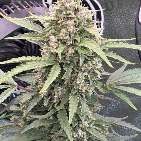 Sour Bubbly x HubbaBubbaHaze growlog timeline photo
