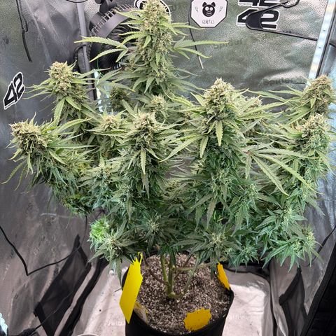 Sour Bubbly x HubbaBubbaHaze growlog timeline photo