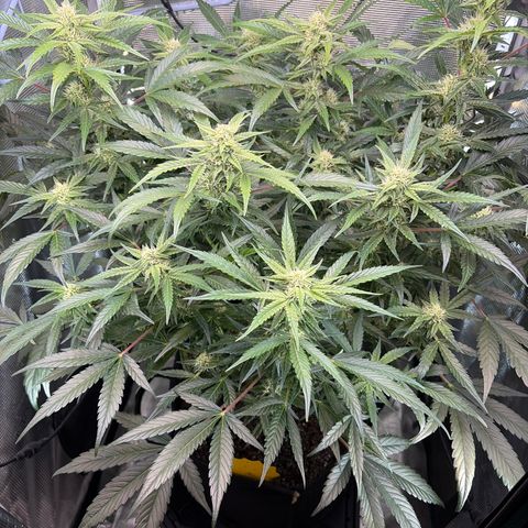 Apple of Eden  growlog timeline photo