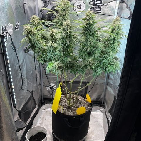 Sour Bubbly x HubbaBubbaHaze growlog timeline photo