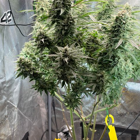 Sour Bubbly x HubbaBubbaHaze growlog timeline photo