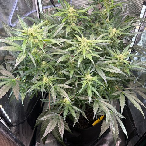 Apple of Eden  growlog timeline photo