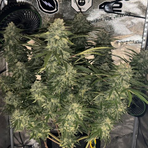 Sour Bubbly x HubbaBubbaHaze growlog timeline photo