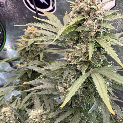Sour Bubbly x HubbaBubbaHaze growlog timeline photo