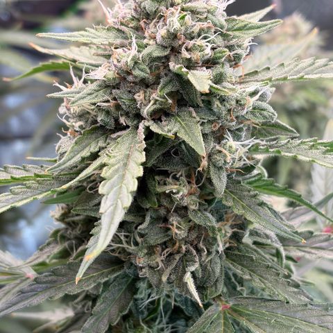 Sour Bubbly x HubbaBubbaHaze growlog timeline photo