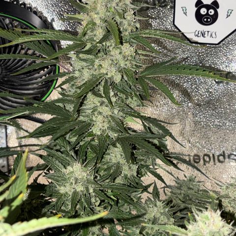Sour Bubbly x HubbaBubbaHaze growlog timeline photo
