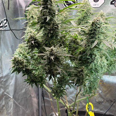 Sour Bubbly x HubbaBubbaHaze growlog timeline photo