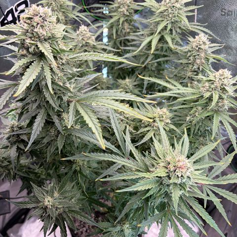 Sour Bubbly x HubbaBubbaHaze growlog timeline photo