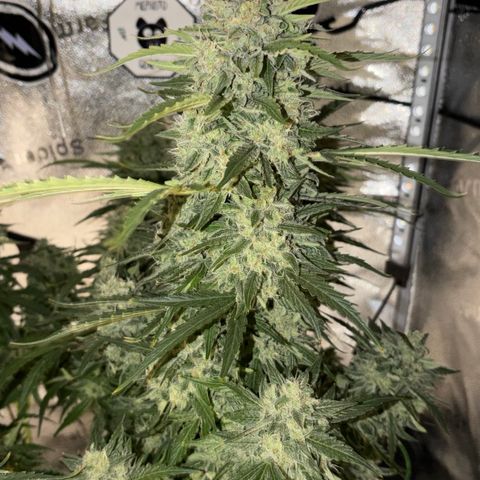 Sour Bubbly x HubbaBubbaHaze growlog timeline photo
