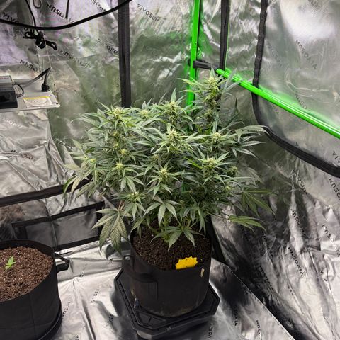 Apple of Eden  growlog timeline photo