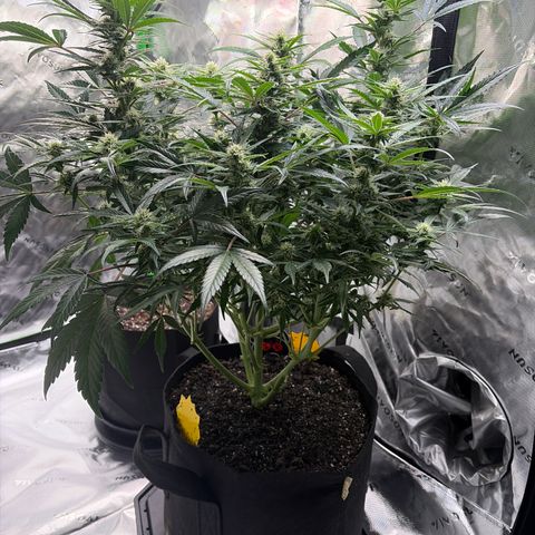 Apple of Eden  growlog timeline photo