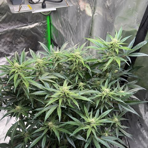 Apple of Eden  growlog timeline photo