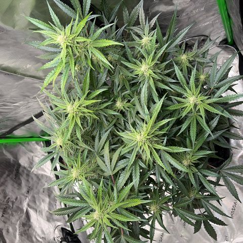 Apple of Eden  growlog timeline photo