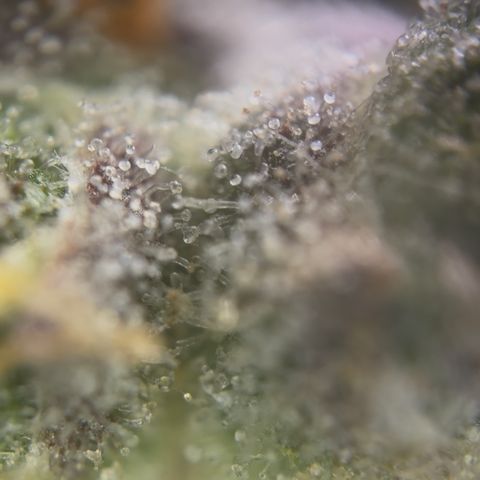 Sour Bubbly x HubbaBubbaHaze growlog timeline photo