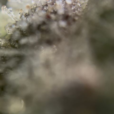Sour Bubbly x HubbaBubbaHaze growlog timeline photo