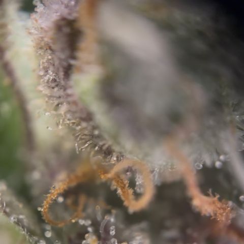 Sour Bubbly x HubbaBubbaHaze growlog timeline photo