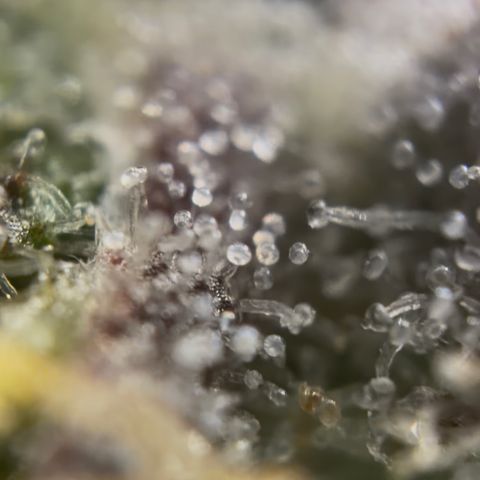 Sour Bubbly x HubbaBubbaHaze growlog timeline photo
