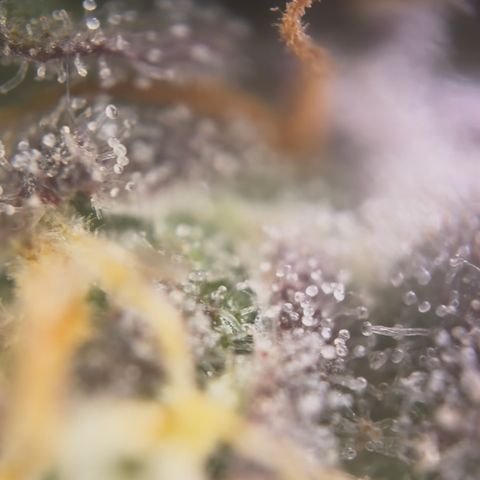 Sour Bubbly x HubbaBubbaHaze growlog timeline photo